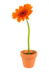 Orange gerbera flower in a terracotta pot