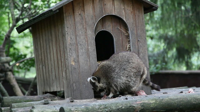 raccoon eats meat