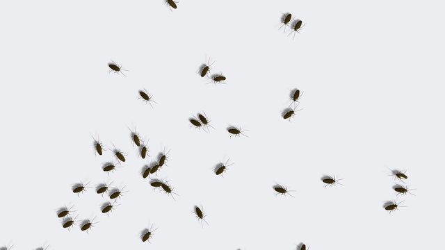 Cockroach like bugs running around.