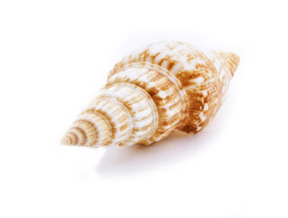 Sea shell isolated on white background