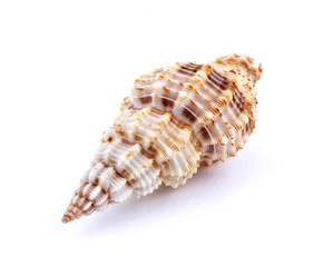 Sea shell isolated on white background