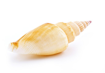 Sea shell isolated on white background
