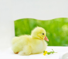 Cute little yellow domestic gosling