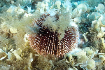 Sea Urchin on seaweed