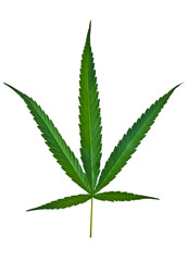 canabis leaf
