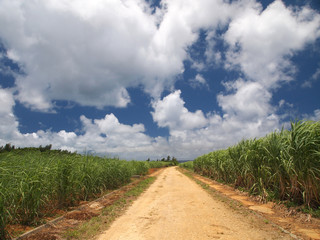 さとうきび畑と青空