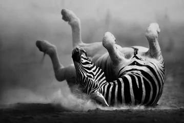 Fotobehang Foto van de dag Zebra rollen in het stof