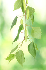 green birch leaves on green background