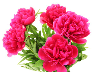 beautiful pink peonies isolated on white