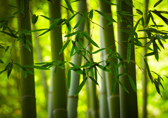 Naklejki  Bambusowy las w tle