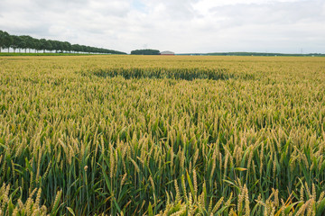 Corn growing on a field in summer