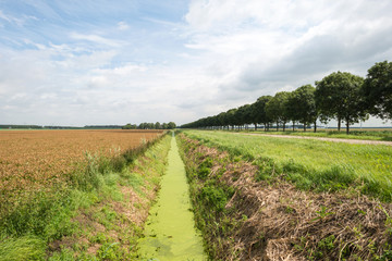 Fototapeta na wymiar Ditch through a rural landscape in summer