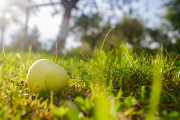 Apple lying in shining grass in garden