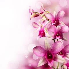 Foto op Canvas tropical orchids © viktoriya89