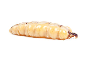 Queen termite