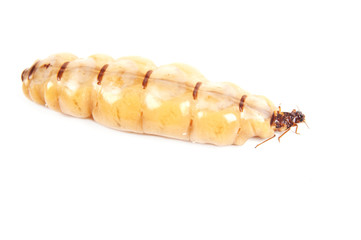 Queen termite