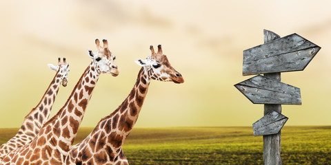 Group of giraffes lost in prairies, concept of travelling