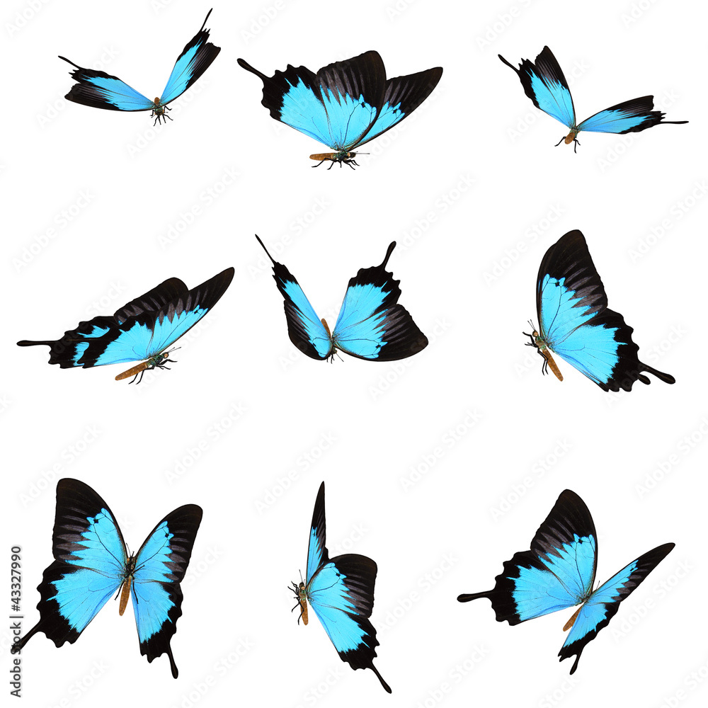 Wall mural a set of 9 beautiful 3d rendered butterflies isolated on a white background