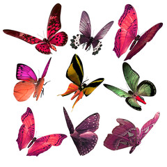 A set of 9 beautiful 3D rendered Butterflies isolated on a white background