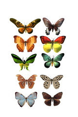 Beautiful 3D Butterflies