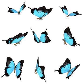 A set of 9 beautiful 3D rendered Butterflies isolated on a white background	