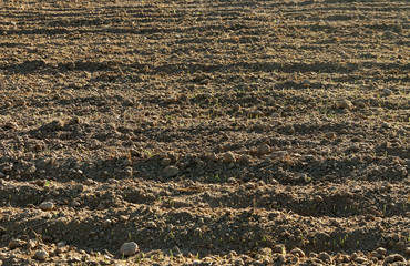 Young wheat.