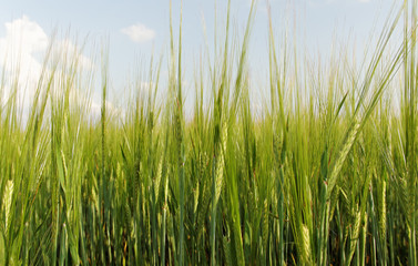 Green barley field.