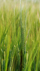 Obraz na płótnie Canvas Green barley field.