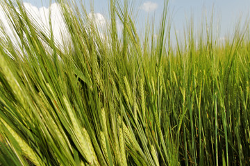 Green barley field.