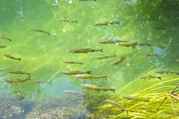 group of fishes in fresh water lake