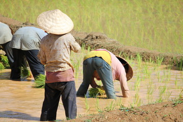 Planteuses de riz