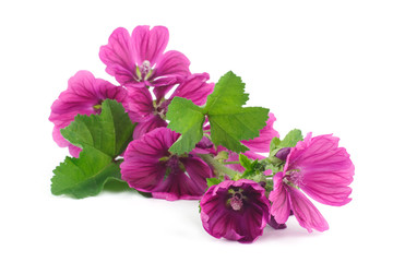 wild mallow isolated on white