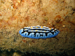 Nudibranch