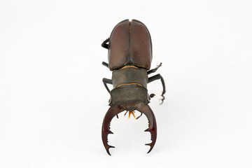 Stag beetle (Lucanus cervus)