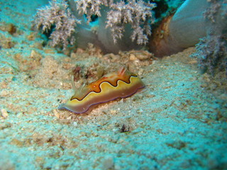 Nudibranch