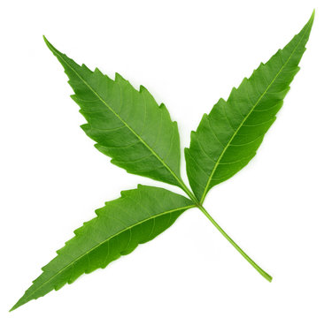 Medicinal neem leaf over white background