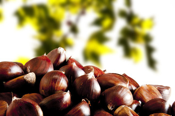 Freshly harvested chestnuts