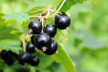 currant