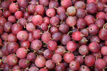 groseilles à maquereau