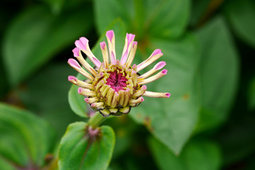 Schwebfliege auf rosa Blume
