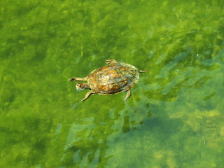 Obraz premium Schildkröte