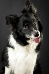 Border Collie Portrait