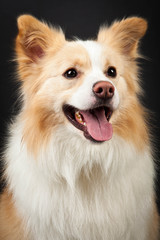 Yellow Border Collie Portrait