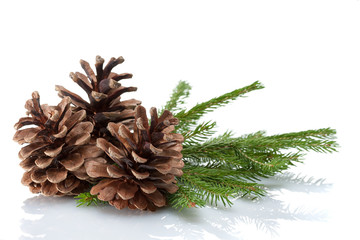 Pine Cones and Needles