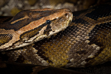 Fototapeta premium Python Snake