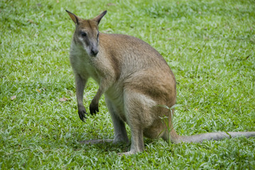 wallaby