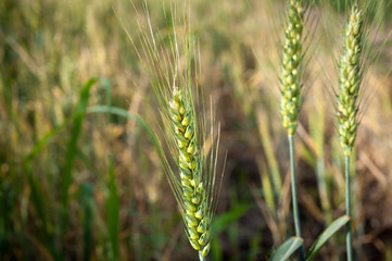 unripe wheat