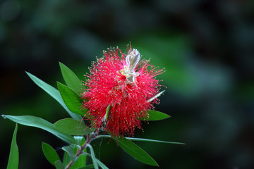 Callistemon