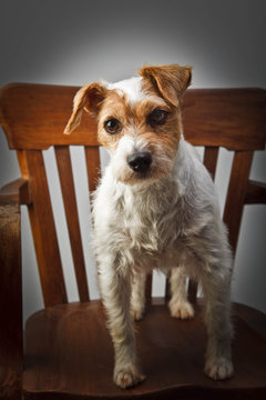 Parson russell terrier portrait