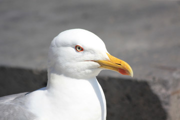 Seagull closeup